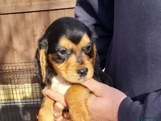 Cocker Spaniel dogs Cocker spaniel - Advert 13