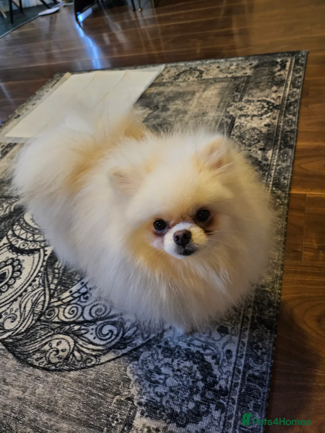 Pomeranian dogs for stud: BEAUTIFUL KC REG.KOREAN POM.BOY OPEN FOR STUD💙 in Bolton - Advert 3