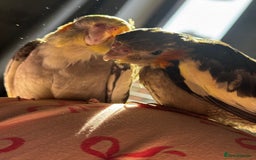 Cockatiels birds for sale: Male&female cockatiel for sale - Image 2