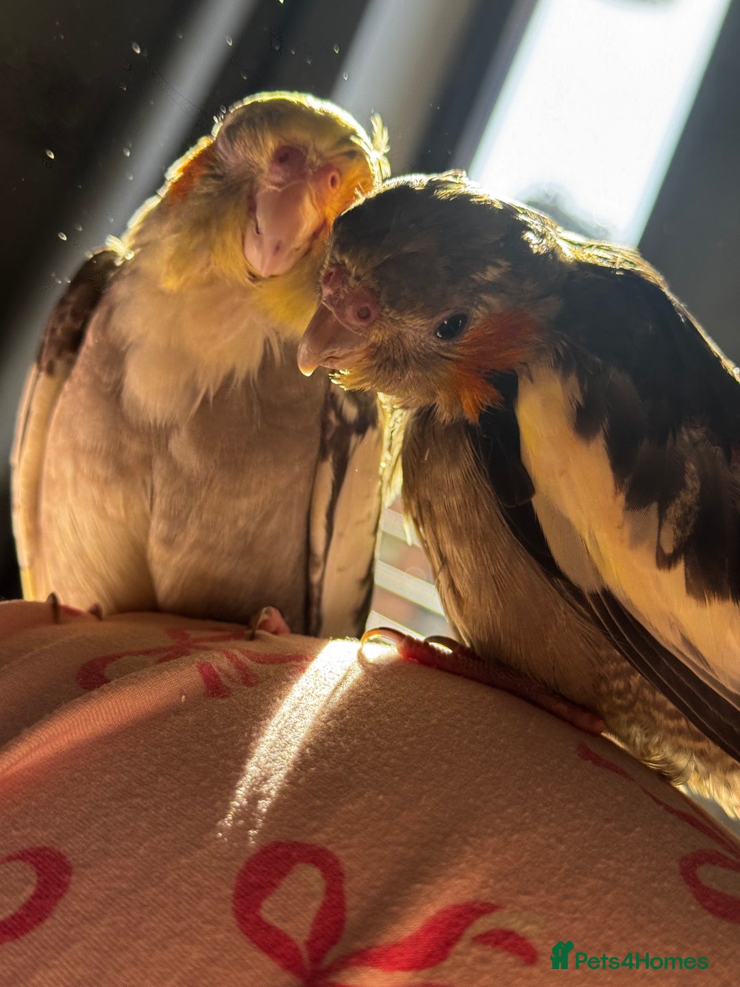 Cockatiels birds for sale: Male&female cockatiel for sale - Image 2