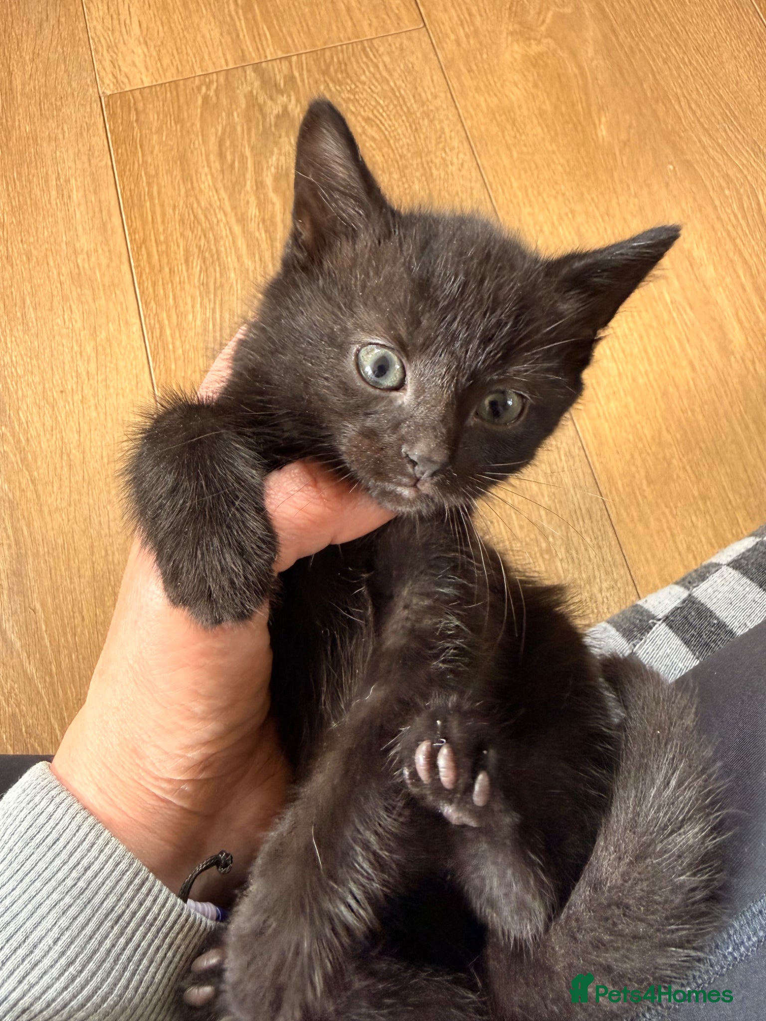 Mixed Breed cats Mane coon cross kittens  - Advert 2