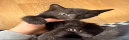 Mixed Breed cats for sale: Mane coon cross kittens  - Advert 5