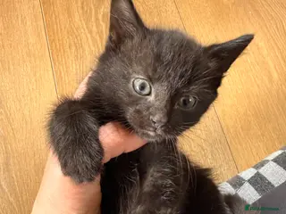 Mixed Breed cats Mane coon cross kittens - Advert 2
