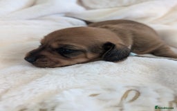 Miniature Dachshund dogs for sale: Smooth shaded red - Image 11