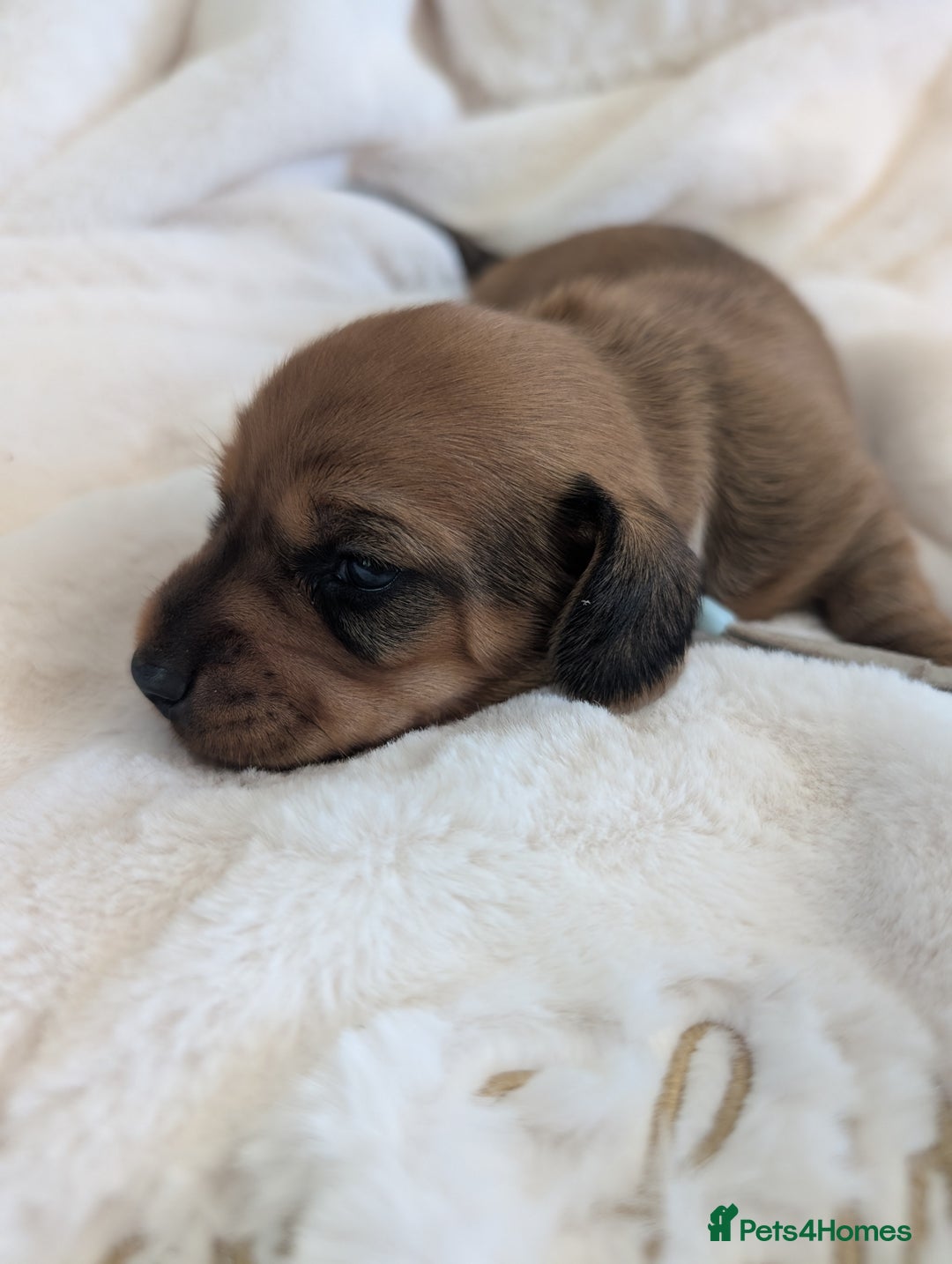 Miniature Dachshund dogs for sale: Smooth shaded red - Image 11