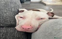 Staffordshire Bull Terrier dogs for sale: 9 month old puppy  - Image 4