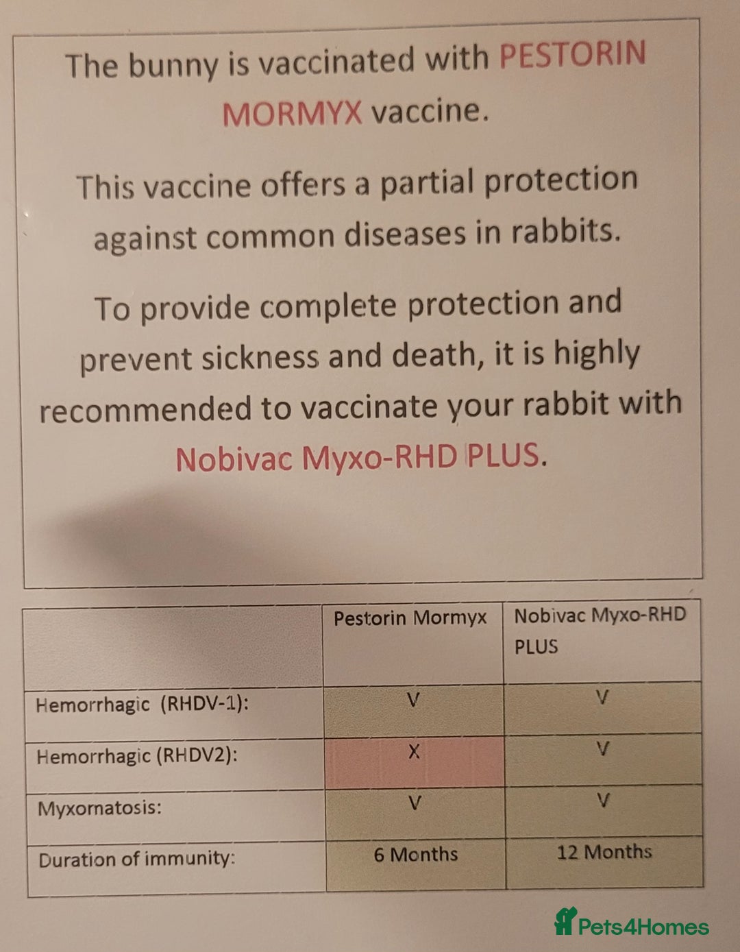 Continental Giant rabbits for sale: Pure Continental Giant Vaccinated  - Advert 18