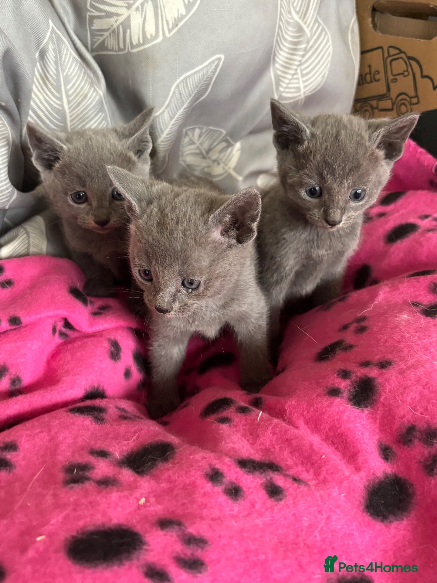 Russian Blue cats Stunning gccf registered Russian blue kittens  - Advert 2