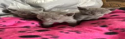 Russian Blue cats for sale: Stunning gccf registered Russian blue kittens  - Advert 2