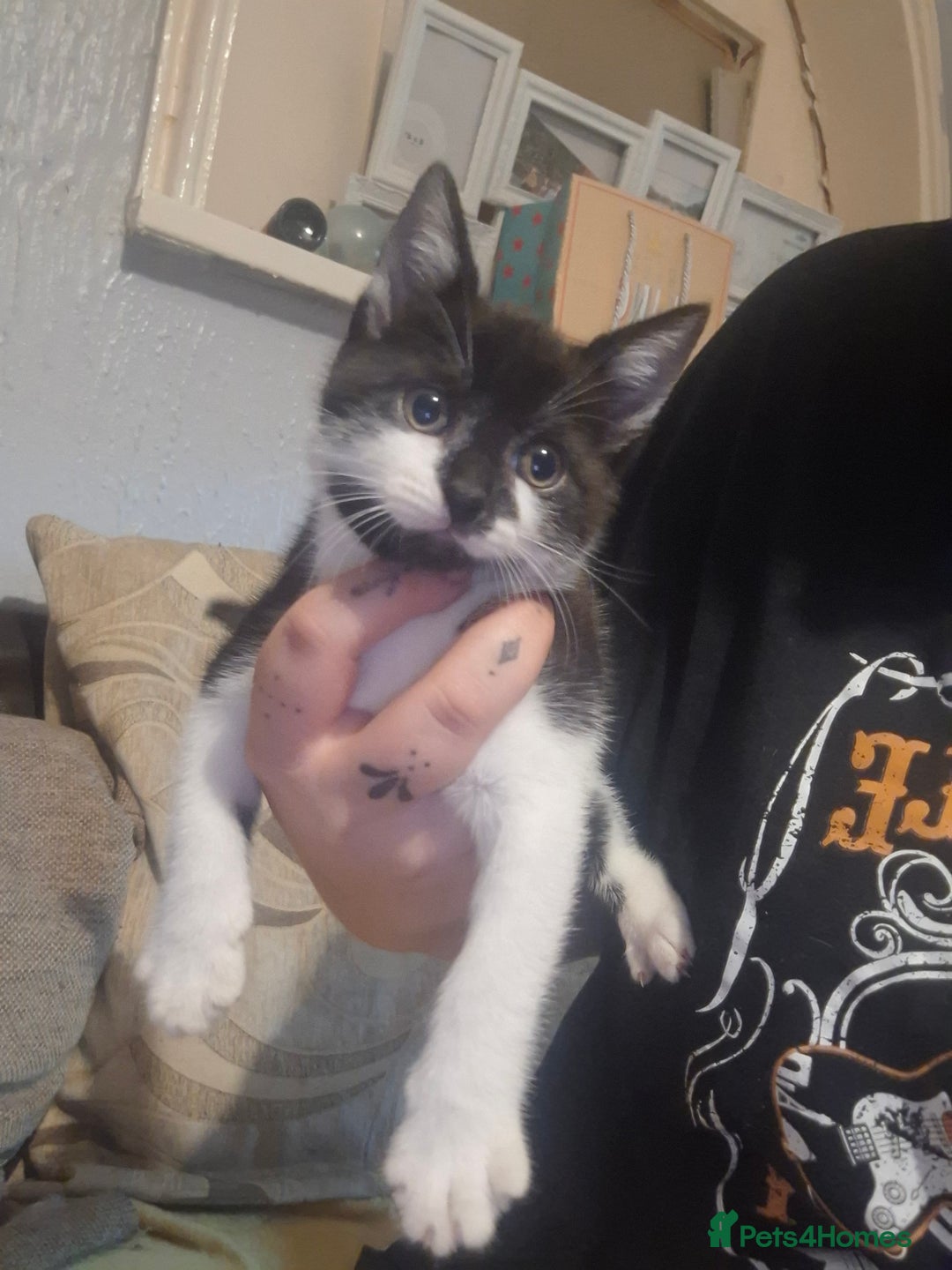 Mixed Breed cats for sale: Female kittens for sale - Image 5