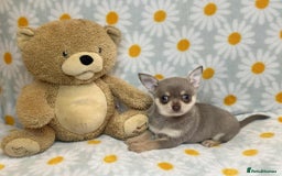 Chihuahua dogs for sale: 12 week old lilac tan smooth coat boy x - Image 2