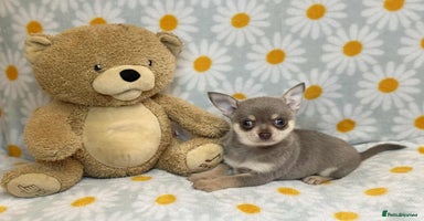 Chihuahua dogs - Advert 6
