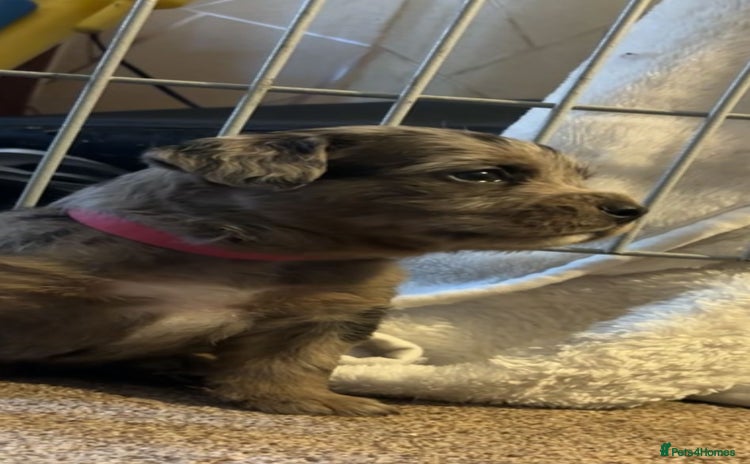 American Bully dogs - Advert 4