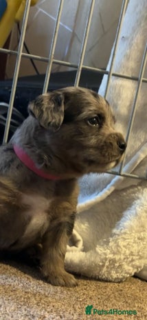 American Bully dogs - Advert 4