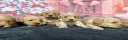 Labradoodle dogs for sale: Beautiful Miniature F1 Labradoodles - Advert 3