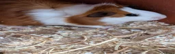 Guinea Pig rodents for sale: 3 beautiful Guinea pigs ready for there new homes  - Advert 3
