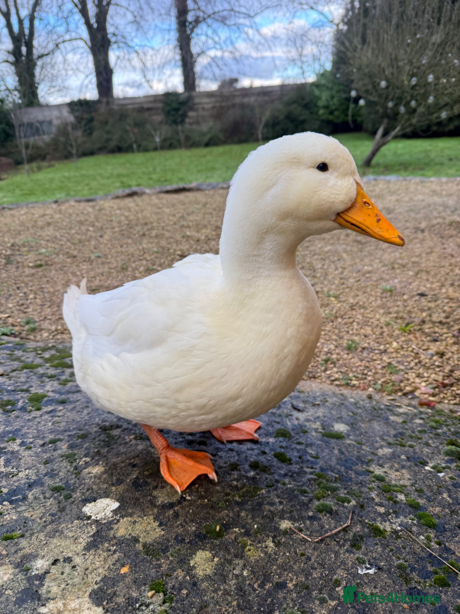 Ducks poultry Handsome Pekin Drake - Mr Darcy - Advert 1