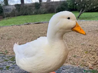 Ducks poultry Handsome Pekin Drake - Mr Darcy - Advert 3