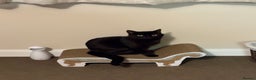 Mixed Breed cats for sale: Black Female Cat - Advert 5