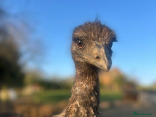 Mixed Breed birds - Advert 20