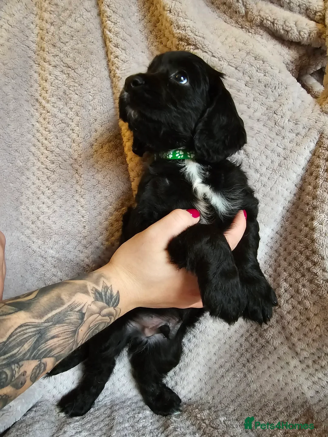 Sprocker dogs for sale: Sprocker Spaniel Puppies * only 1 left * - Advert 9