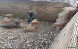 Mixed Breed dogs for sale: Norfolk Terrier Puppies - Image 11