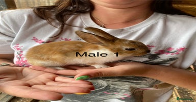 Rex rabbits - Advert 14