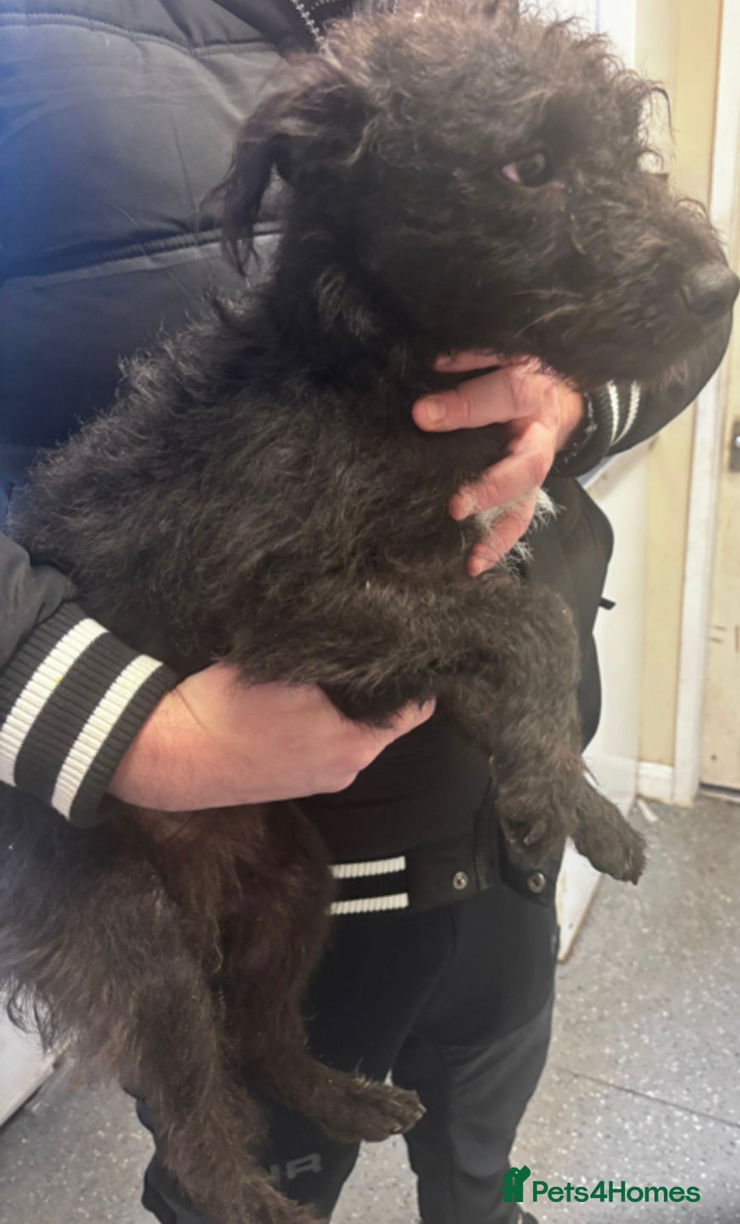 Patterjack dogs for sale: Patterjacks  - Advert 2