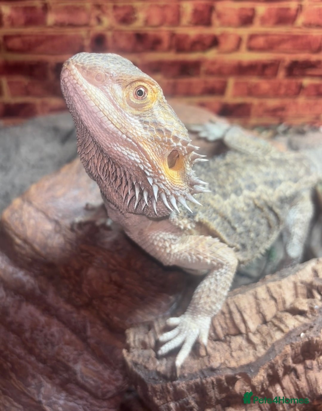 Bearded Dragon reptiles for sale: Female bearded dragon - Advert 1