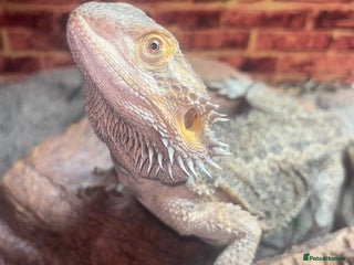 Bearded Dragon reptiles Female bearded dragon - Advert 16