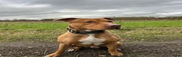 Mixed Breed dogs for sale: Am Staff x English Bull Terrier Male. 2yrs old - Advert 1