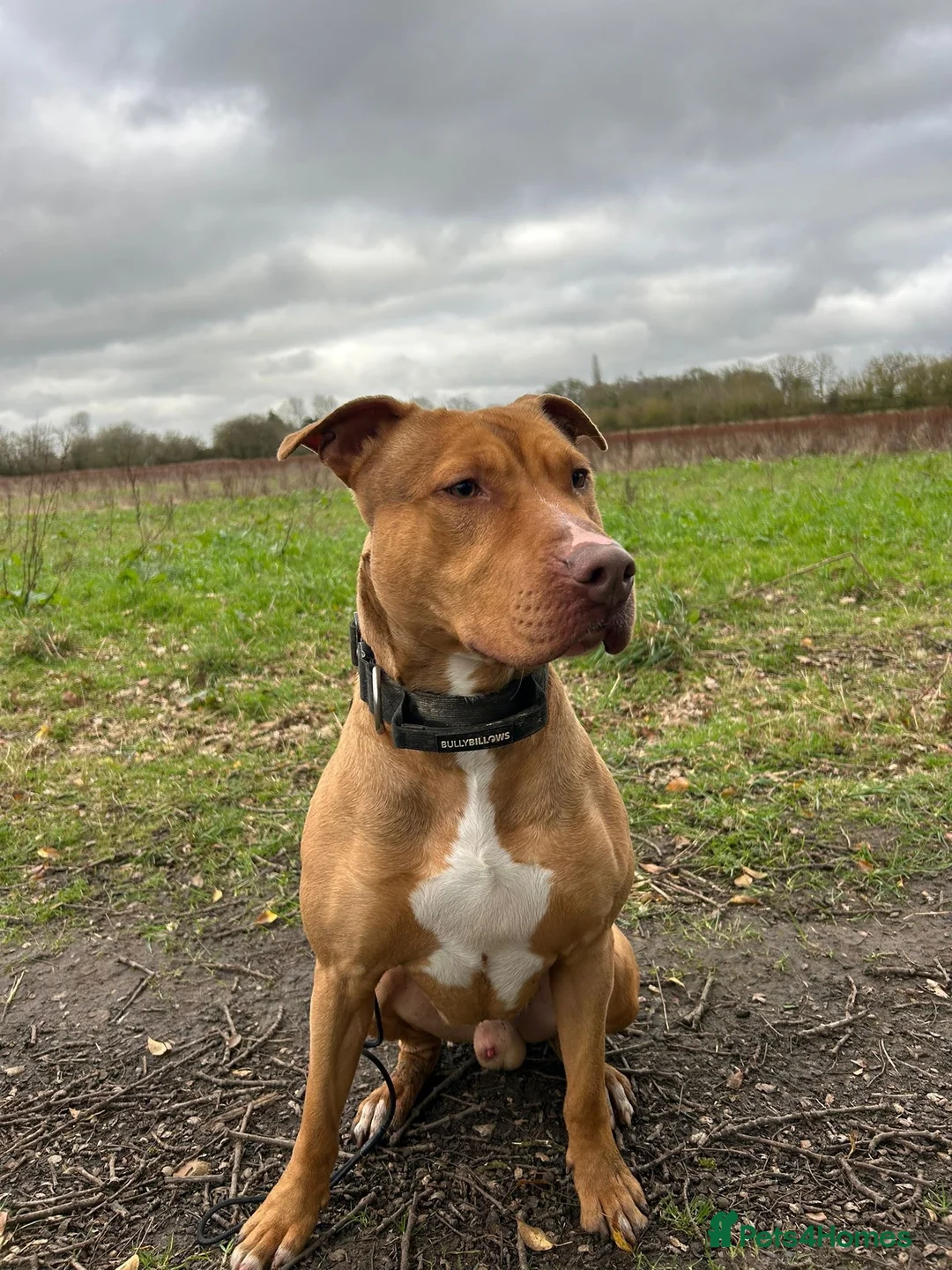 Mixed Breed dogs for sale: Am Staff x English Bull Terrier Male. 2yrs old - Advert 1