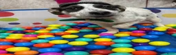 Mixed Breed dogs for adoption: Meet Solar, currently residing in Cheshire  in Crewe - Advert 14