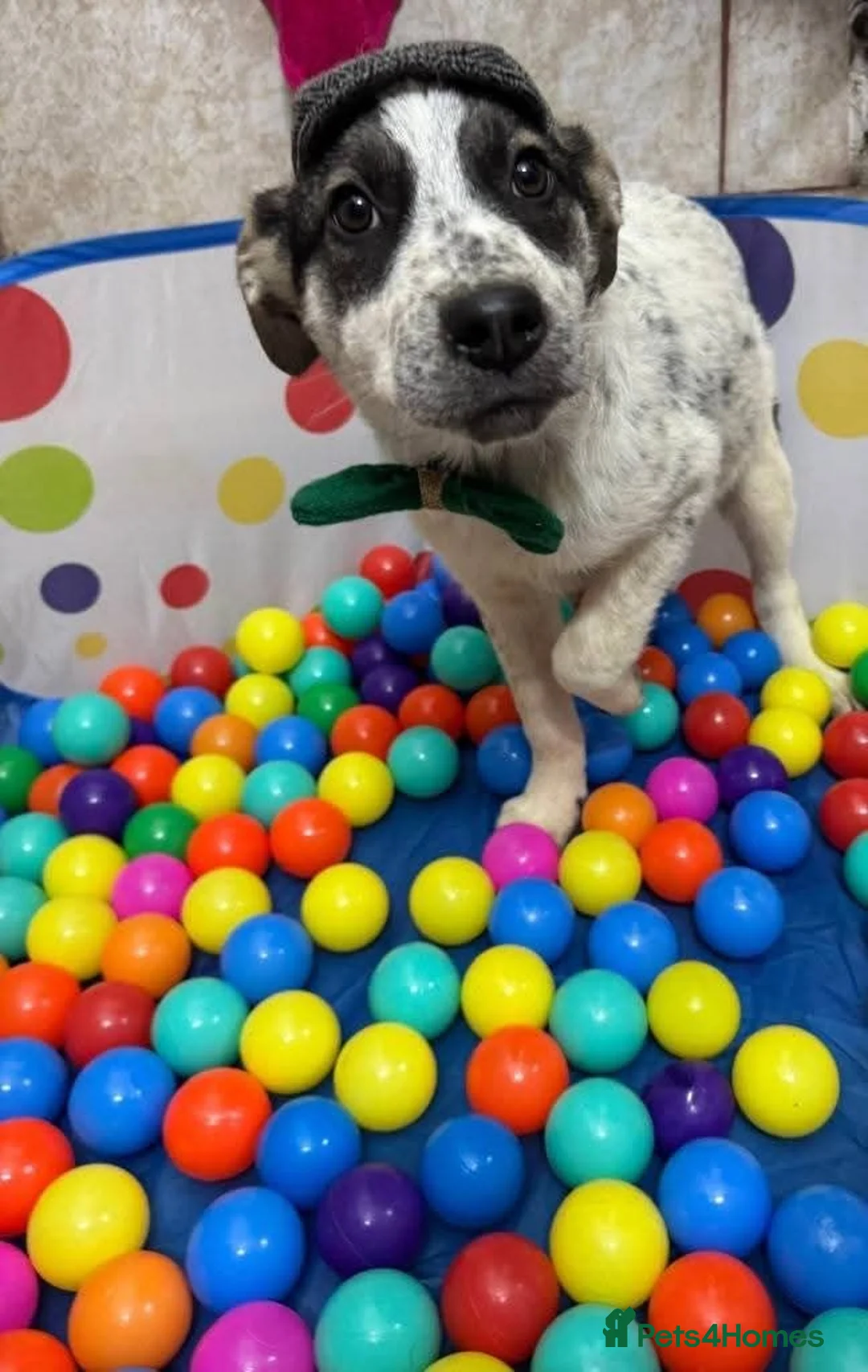 Mixed Breed dogs for adoption: Meet Solar, currently residing in Cheshire  in Crewe - Advert 14