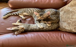 Ocicat cats for sale: Beautiful Ocicat Kittens Available Full Pedigree in Epping - Image 12