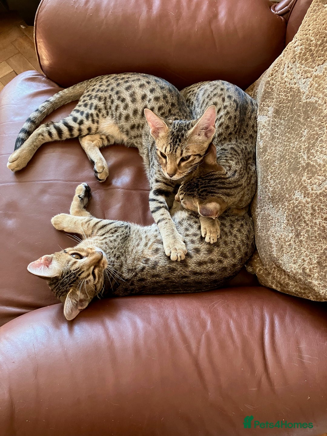 Ocicat cats for sale: Beautiful Ocicat Kittens Available Full Pedigree in Epping - Image 12