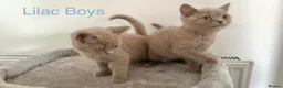 British Shorthair cats for sale: 5 British Shorthair Kittens in Wellingborough - Advert 4