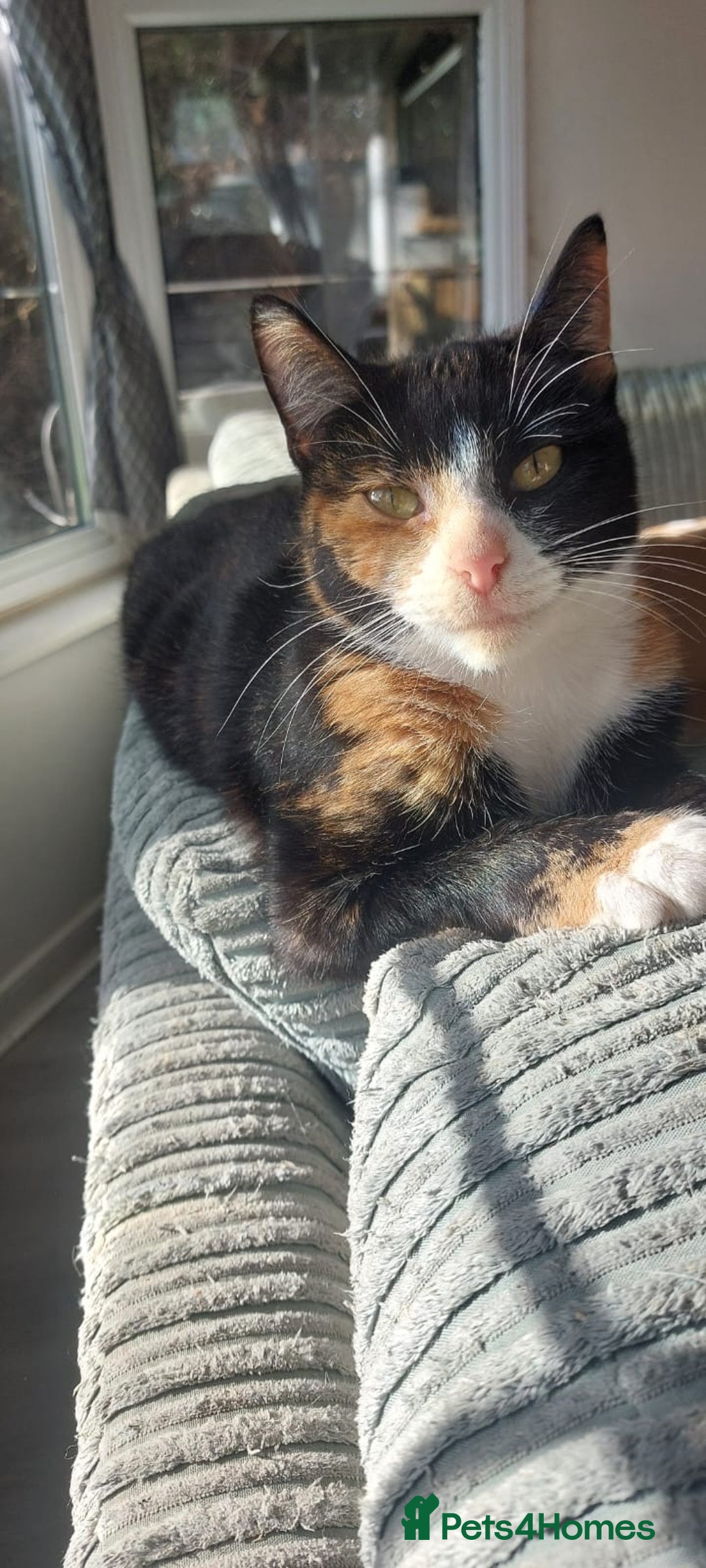 Mixed Breed cats for sale: Beautiful, lively, loving kittens  - Advert 1