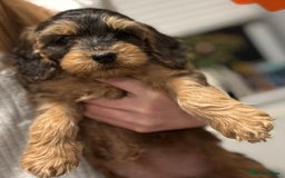 Cockapoo dogs for sale: Cuddly, cute, calm, sable Cockapoo puppies  - Image 9
