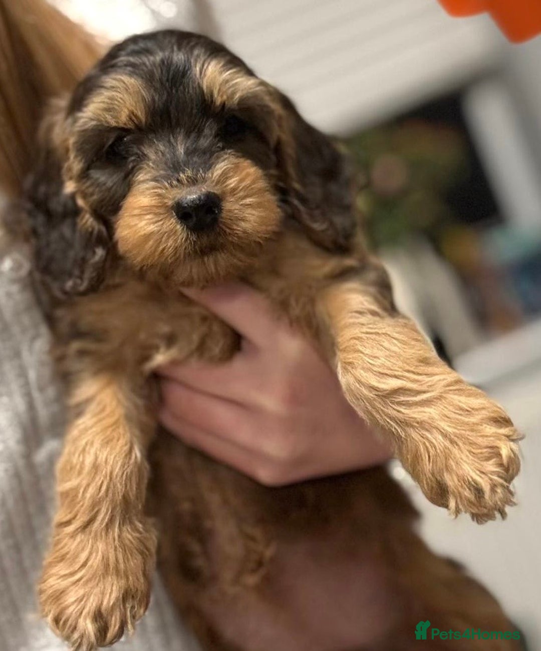 Cockapoo dogs for sale: Cuddly, cute, calm, sable Cockapoo puppies  - Image 9