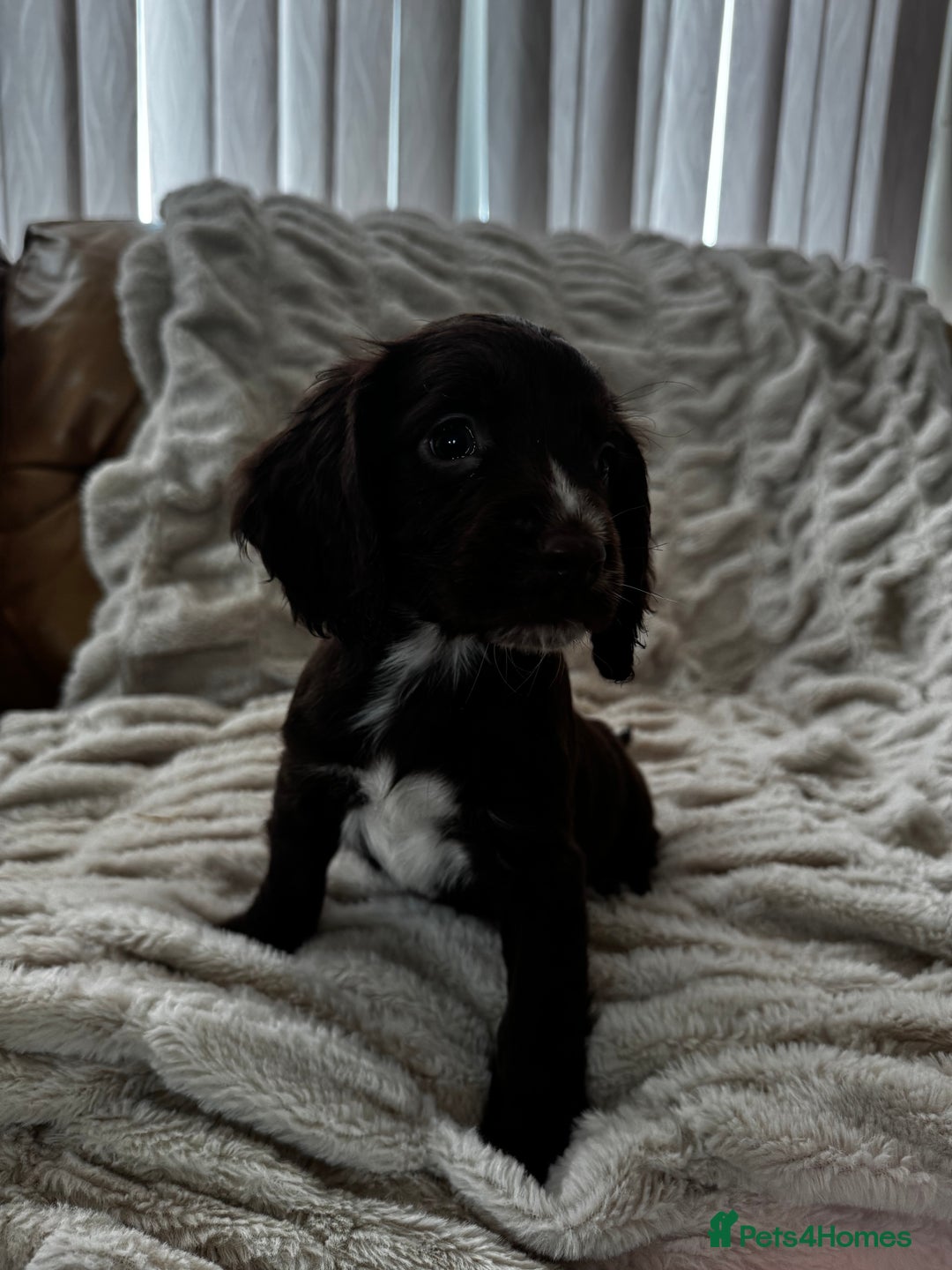 Sprocker dogs for sale: Health Tested- Chocolate Sprocker Puppies 🐻  in Bishop Auckland - Image 10
