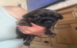 Mixed Breed dogs for sale: Beautiful dachshund/jug x terrier - Image 17