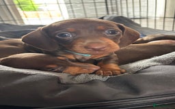 Dachshund dogs for sale: 4 lovely Girl dachshunds Ready to leave! - Image 7
