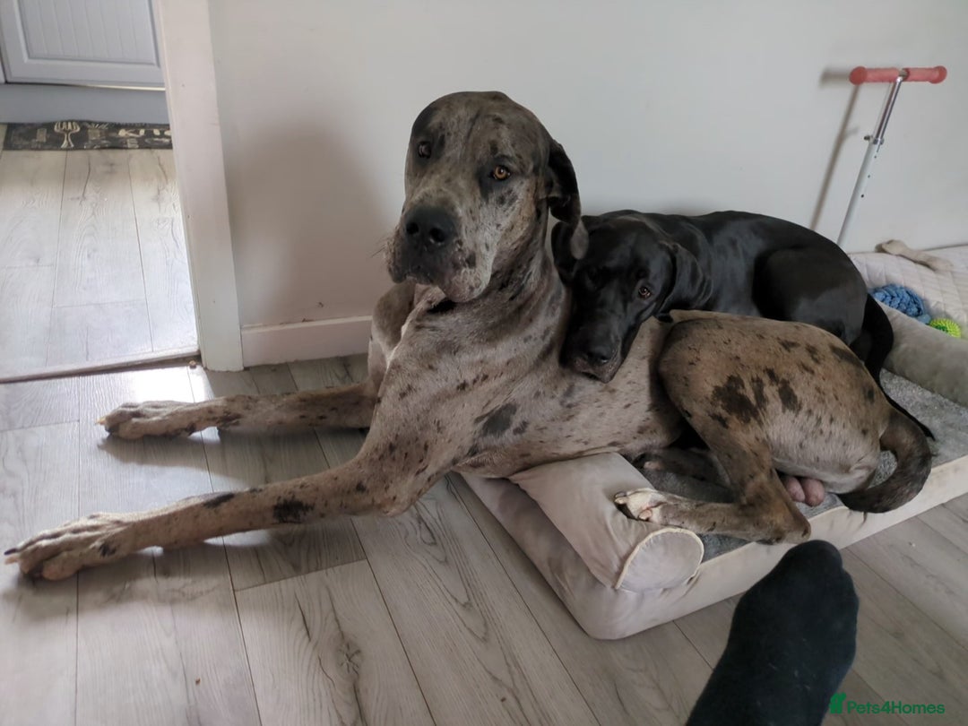 Great Dane dogs for sale: Male 14month old - Image 3