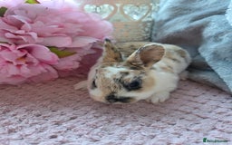 Rex rabbits for sale: 🐰🐰Beautiful baby mini rex 🐰🐰 - Advert 3