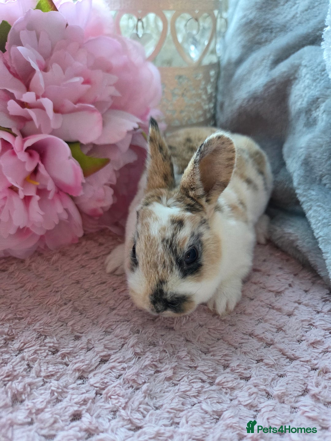 Rex rabbits for sale: 🐰🐰Beautiful baby mini rex 🐰🐰 - Advert 3