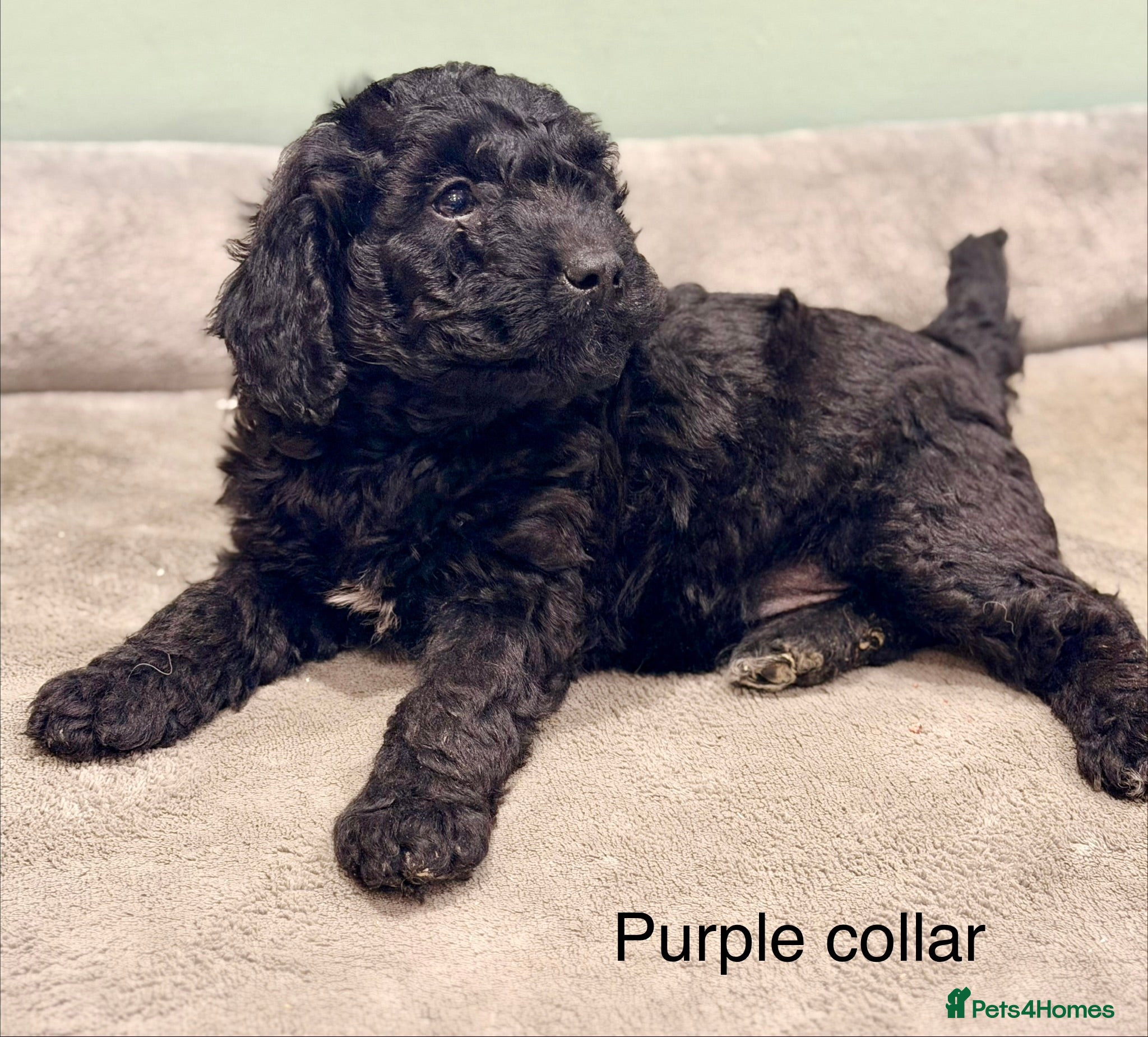 Labradoodle dogs Miniature Labradoodles- from experienced breeder - Advert 2