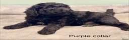 Labradoodle dogs for sale: Miniature Labradoodles- from experienced breeder - Advert 18