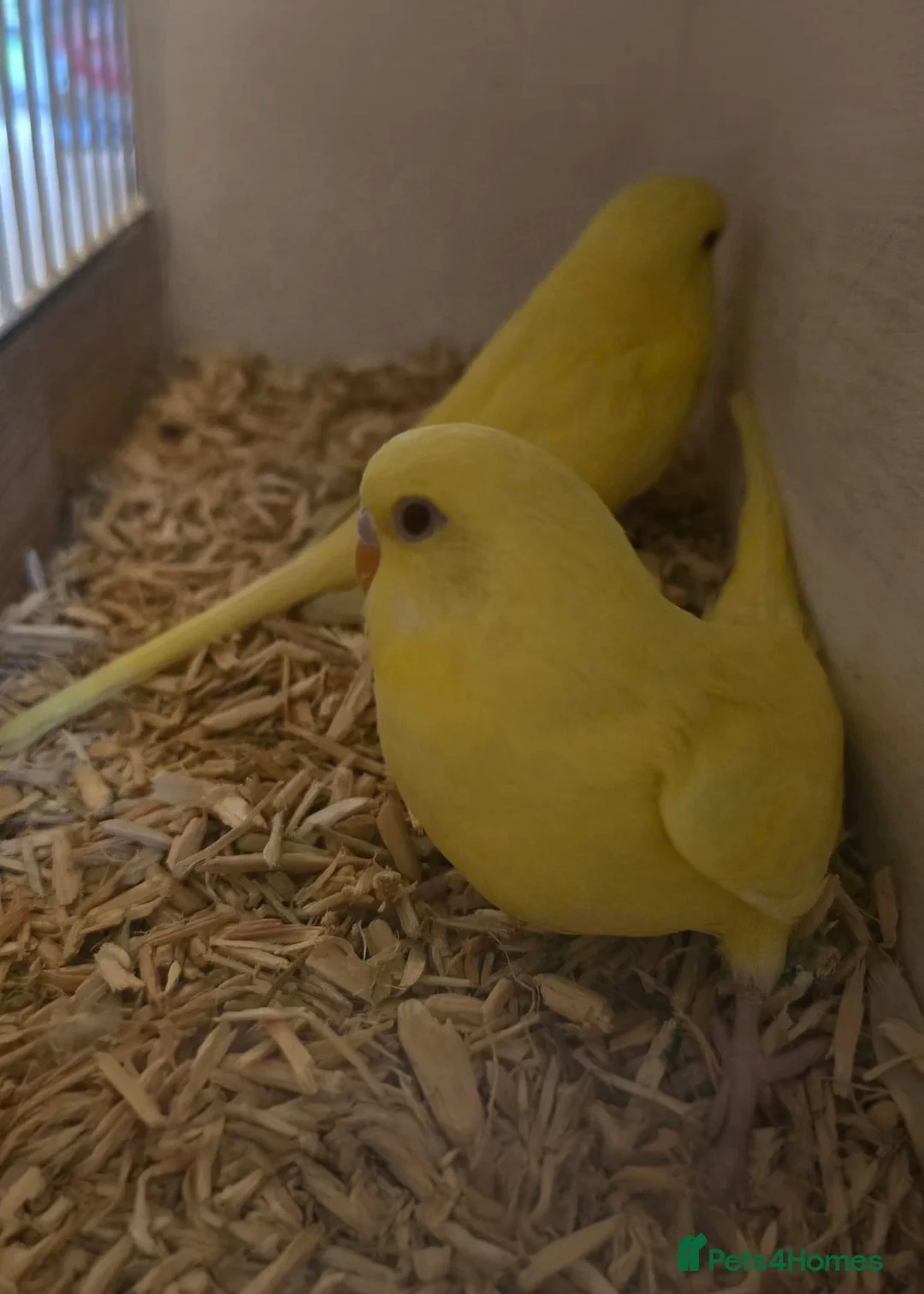 Budgerigars birds for sale: Baby lutino budgies  - Advert 2