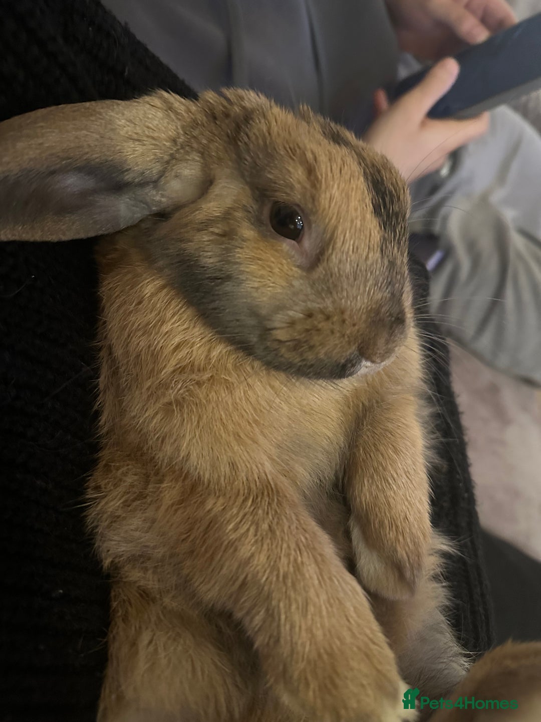 Mini Lop rabbits for sale: Male Mini Lop For Sale - Advert 10